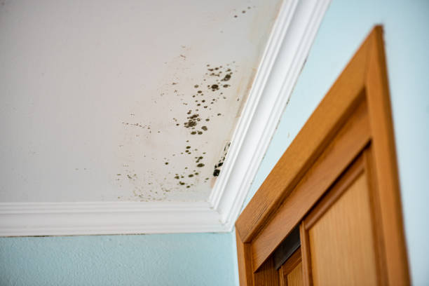 Best Mold Removal Company Near Me  in Birngham, MI
