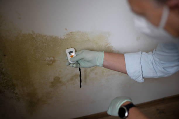 Professional Mold Removal in Birmingham, MI