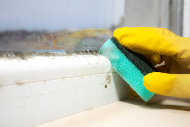 Best Commercial Mold Removal  in Birngham, MI