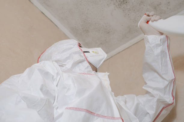 Best Mold Damage Repair  in Birngham, MI
