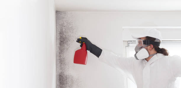 Office Mold Removal Services in Birmingham, MI