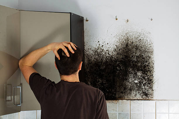 Home Mold Removal in Birmingham, MI