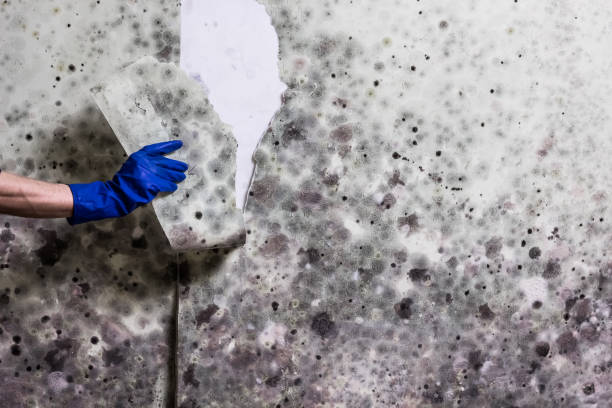 Best Office Mold Removal Services  in Birngham, MI
