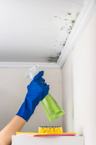 Best Toxic Mold Removal  in Birngham, MI